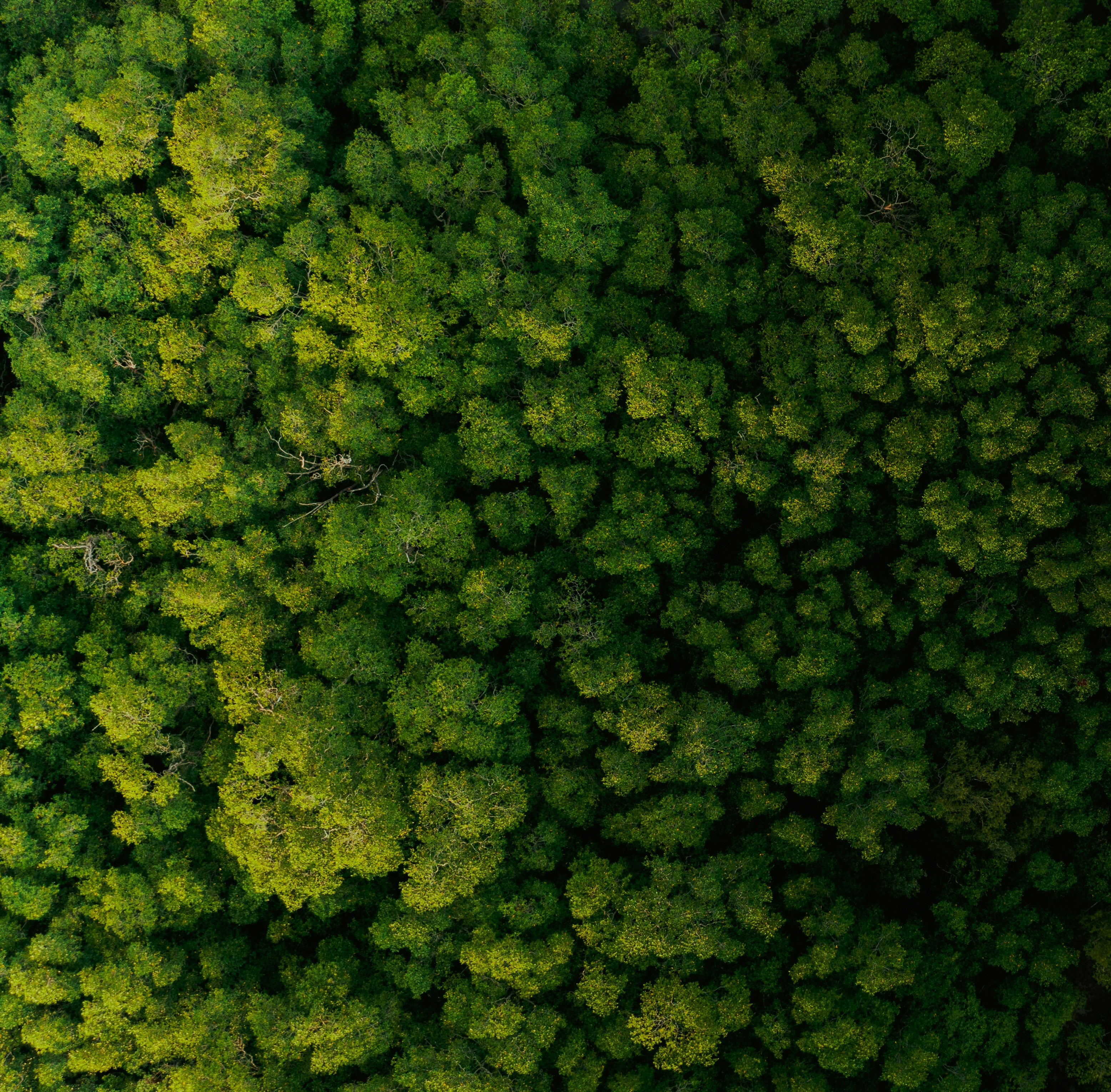 Dense rainforest canopy in Costa Rica showing the layers of biodiversity Gámez-Lobo sought to catalog