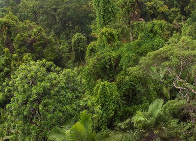 What Is a Forest?