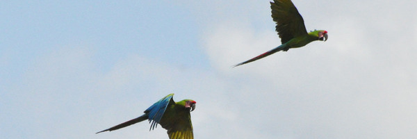 Ley de Biodiversidad de Costa Rica: Escudos Legales para Especies en Peligro