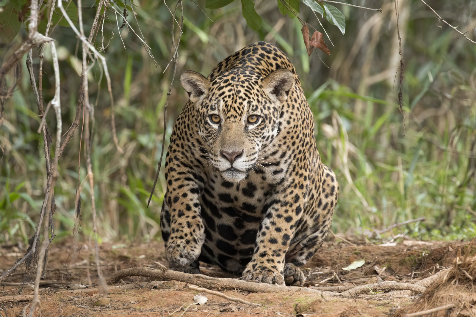 Female jaguar in the Brazilian Pantanal