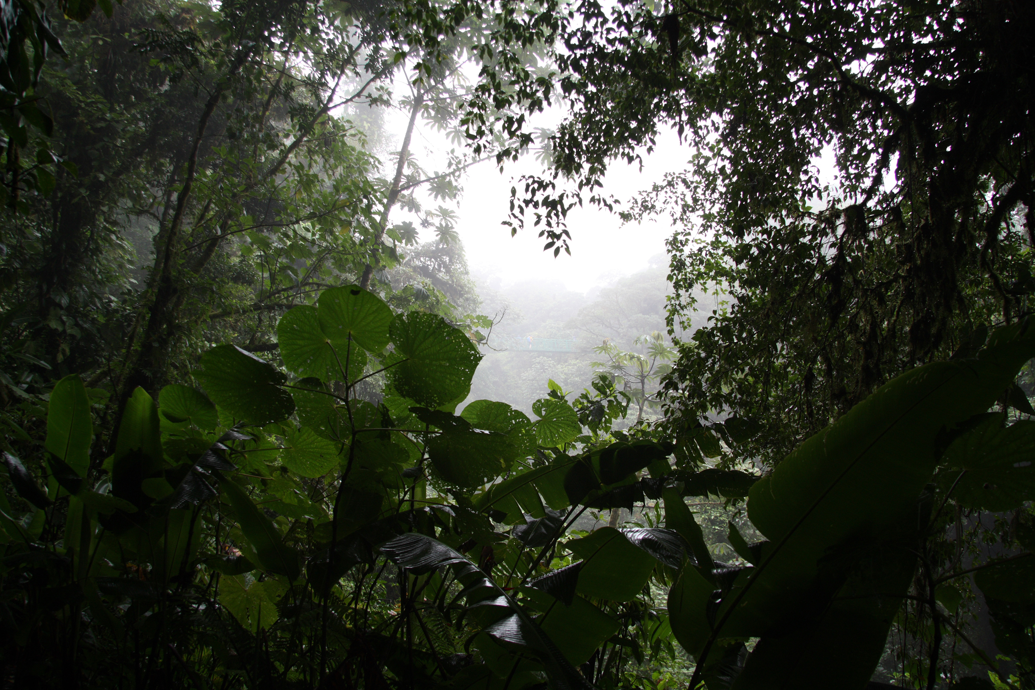 Cloud forest canopy in Monteverde, Costa Rica