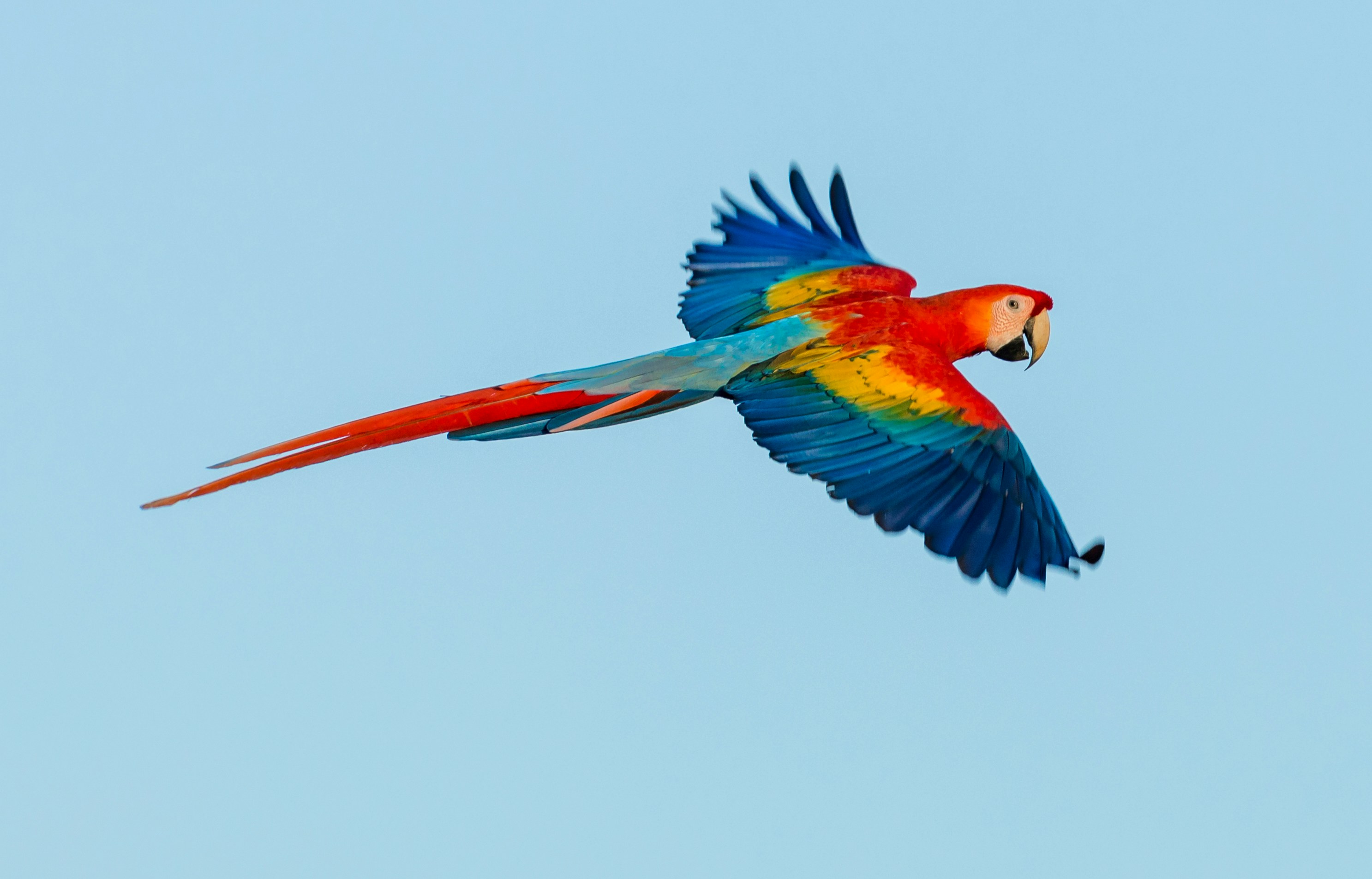 Scarlet macaws in flight over Costa Rican forest