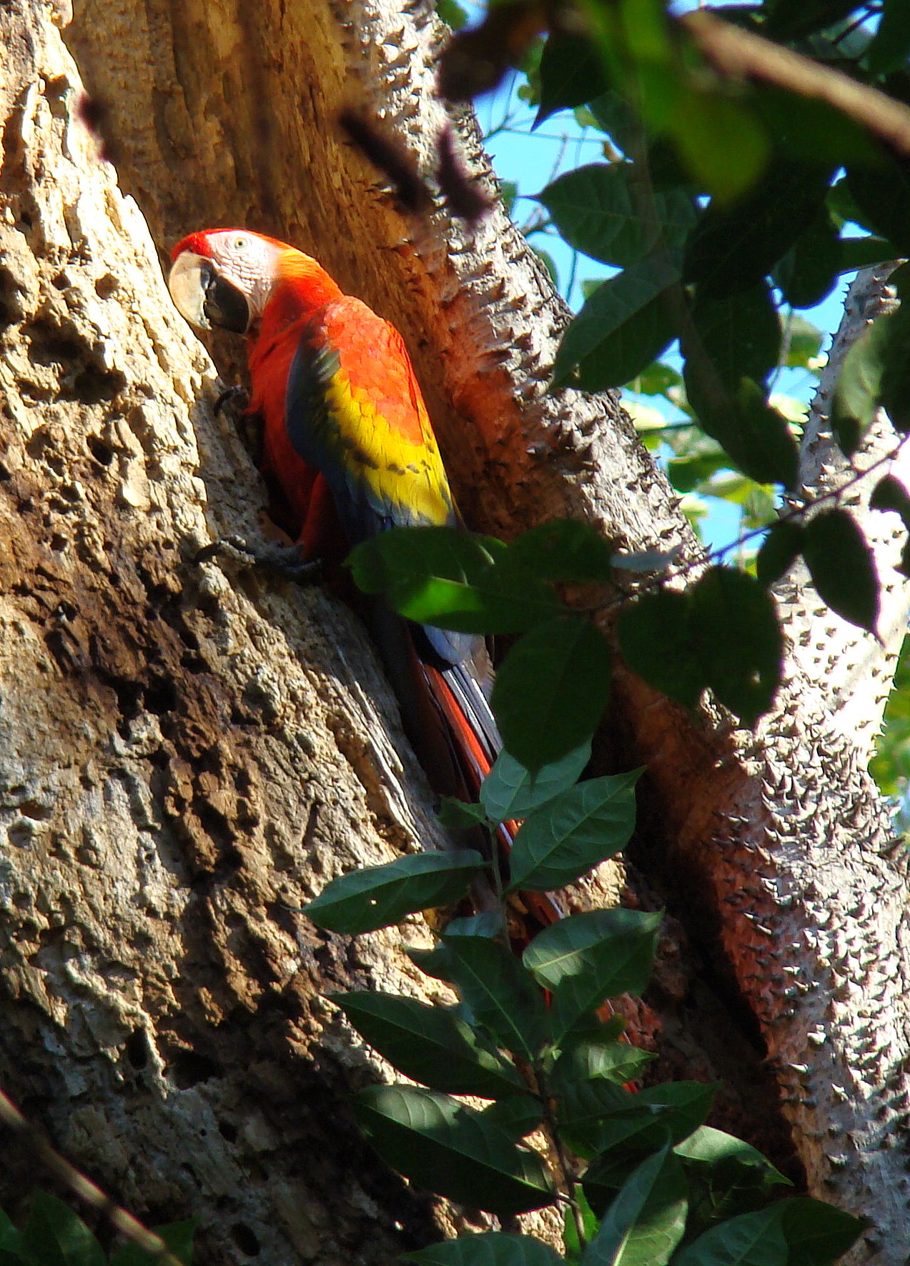 Scarlet macaw at nest cavity