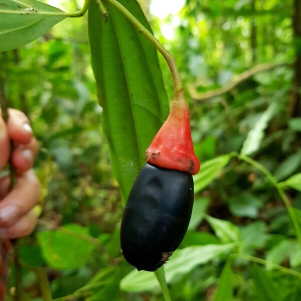 The Dark Laurel