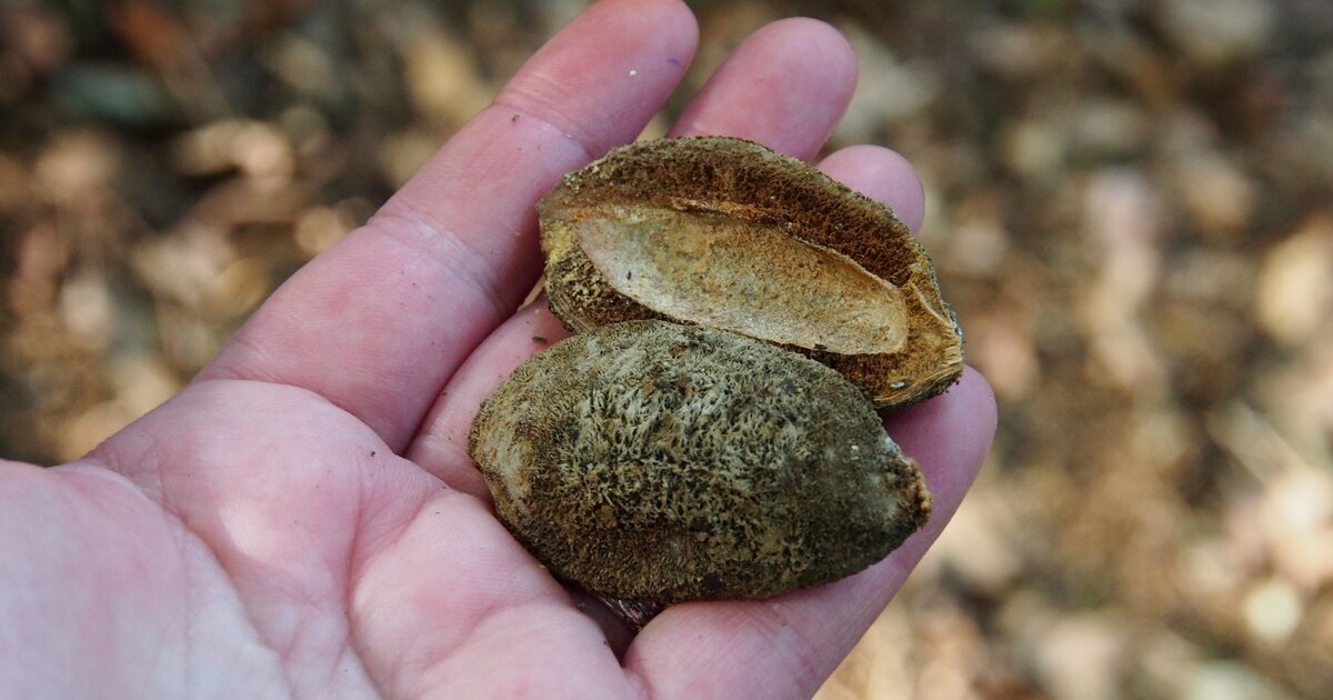 Almendro