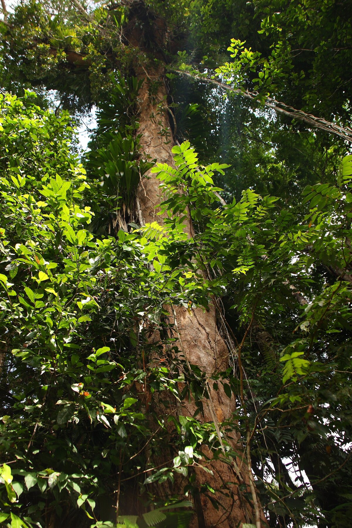 Almendro trunk showing the massive columnar form and gray-brown bark characteristic of mature trees