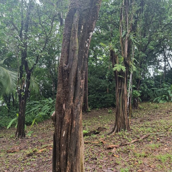 Pata de Yanqui