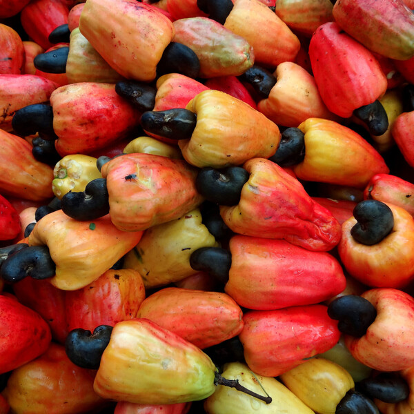 Cashew