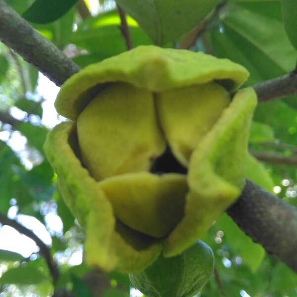 Soursop