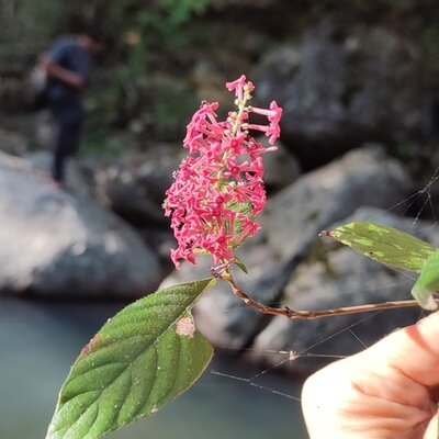 White-backed Cafecillo