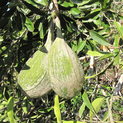 Aspidosperma cruentum
