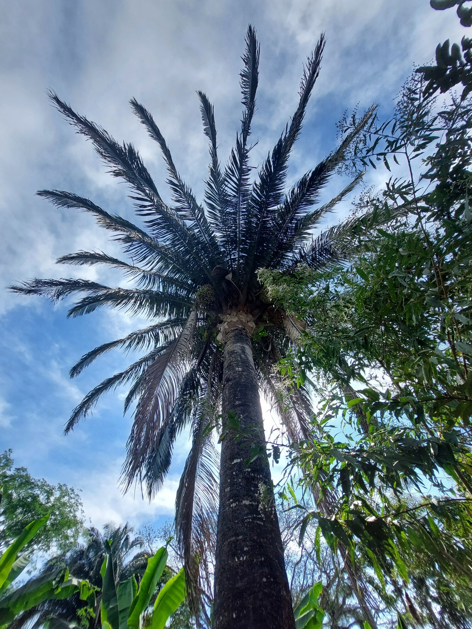 Attalea butyracea rooster-tail crown