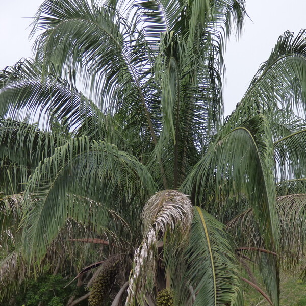 Wine Palm