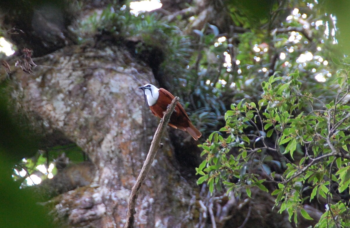 Male Three-wattled Bellbird perched on a branch showing distinctive wattles