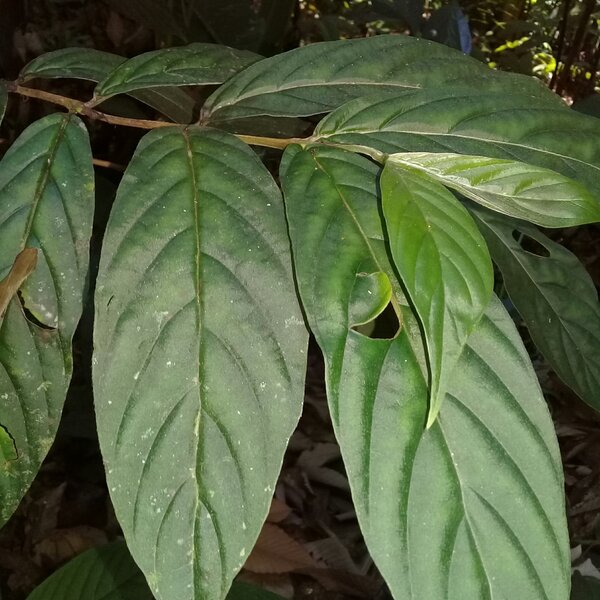 Cafetillo Bracteoso