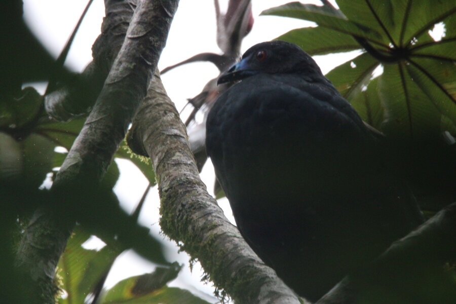 Black Guan (Chamaepetes unicolor)