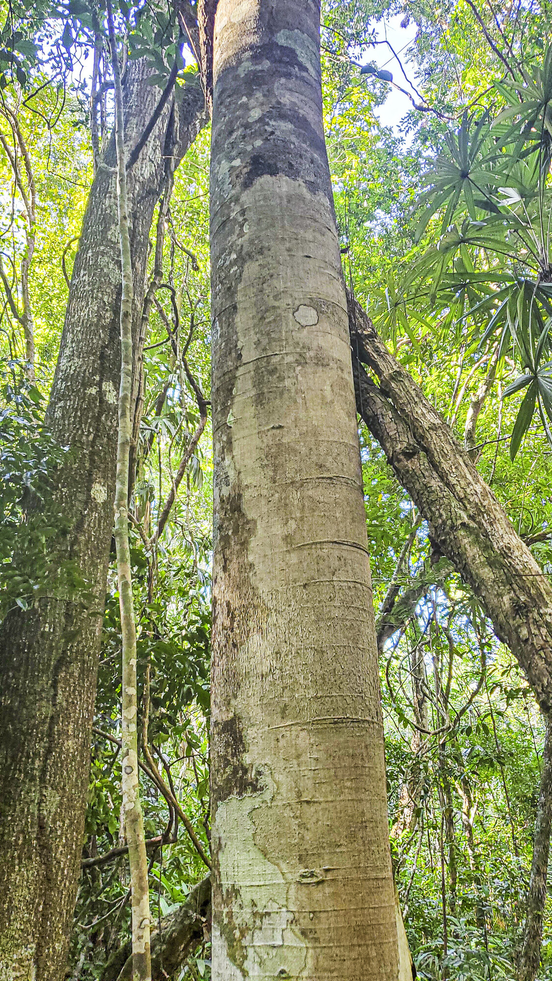 Trunk and bark of Brosimum alicastrum showing grey coloration