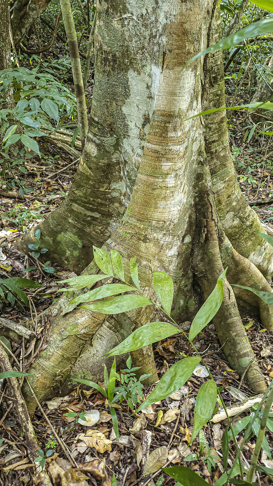 Buttressed trunk base of Brosimum alicastrum in Guatemala forest