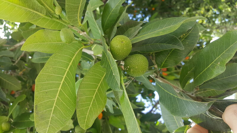 Green fruits of Brosimum alicastrum on the tree