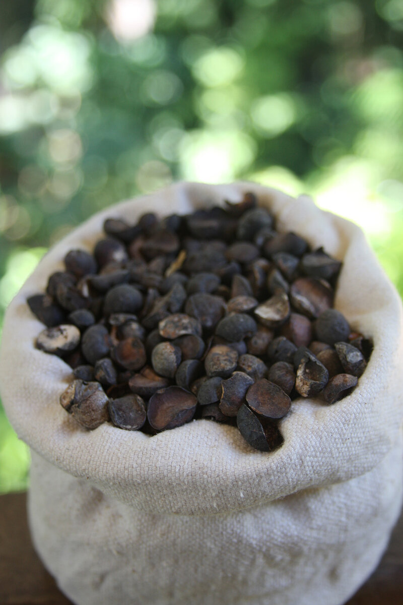 Freshly harvested breadnut seeds in a cloth bag