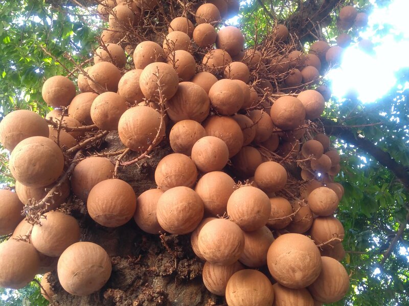 Cannonball Tree