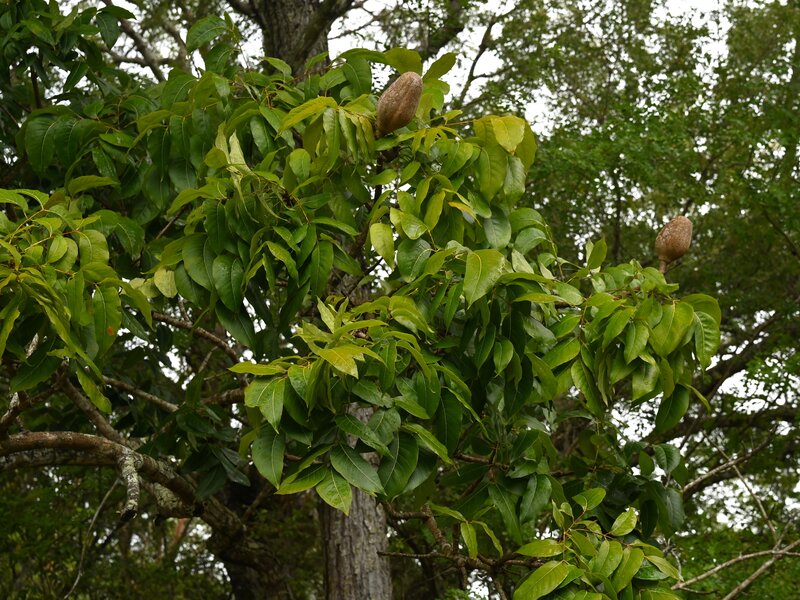 Caoba
