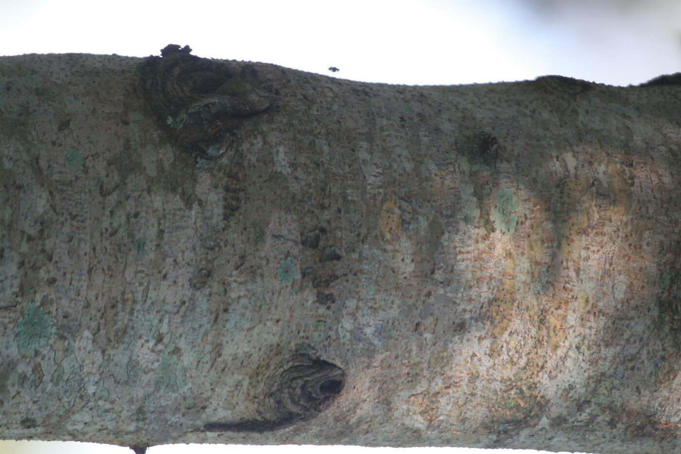 Trunk of Swietenia macrophylla showing rough bark