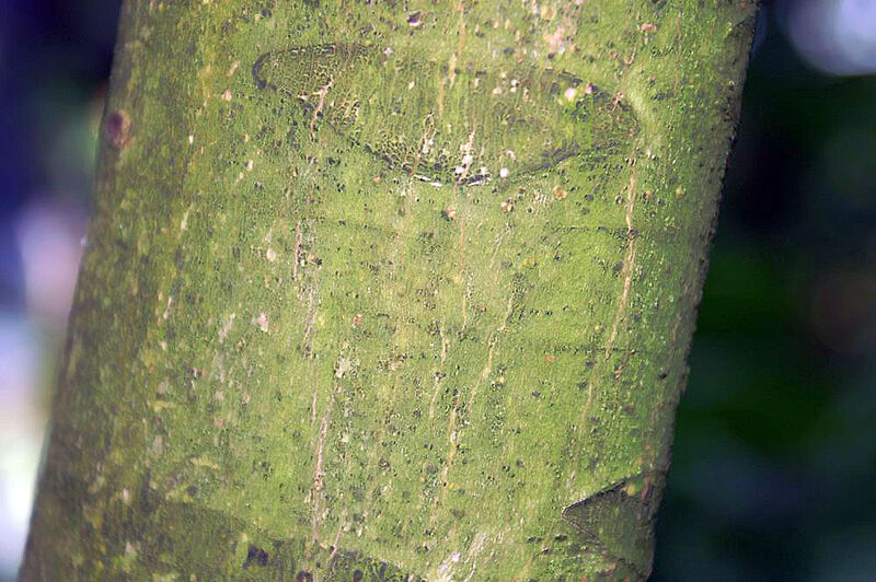 Carapa guianensis bark showing smooth greenish surface with vertical fissures