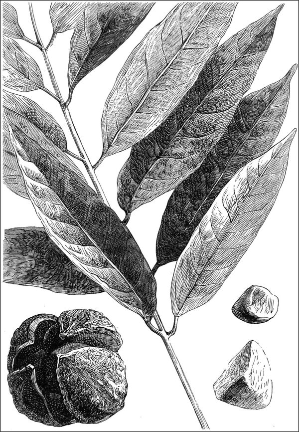 Historical botanical illustration of Carapa guianensis showing leaves, fruit capsule, and seeds