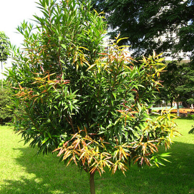 Caobilla