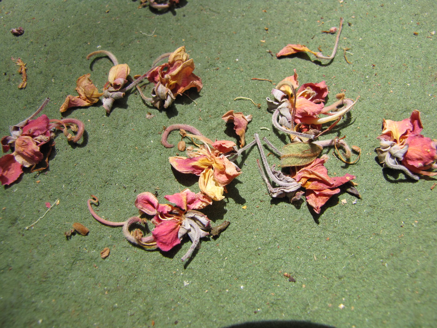 Carao flowers (Cassia grandis) showing the characteristic pink and coral blossoms