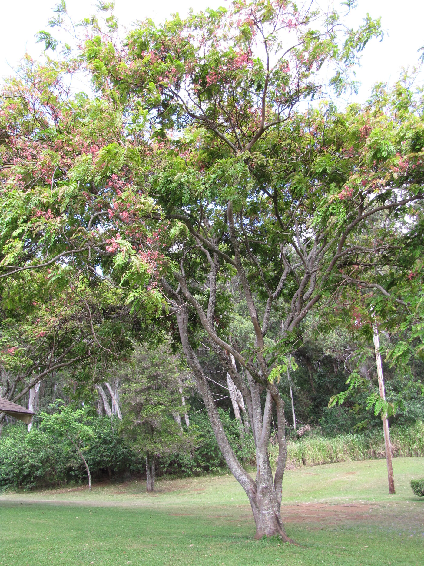 Carao tree showing the rounded crown habit