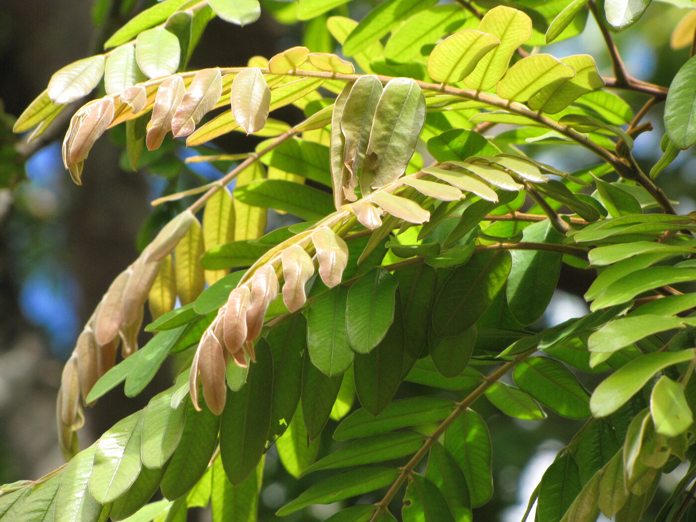 Carao leaves showing the paripinnate structure with maroon undersides