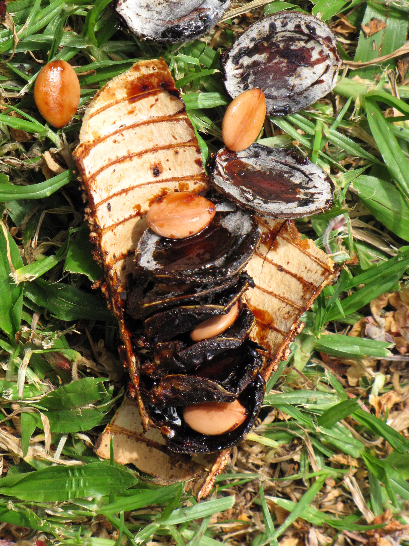 Carao seed pod opened to show the compartments with seeds and dark pulp
