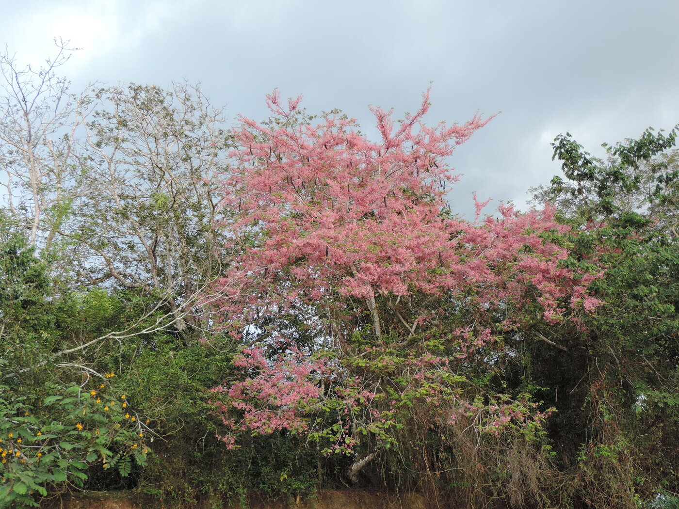 Carao tree in full bloom showing pink flowers and rounded crown