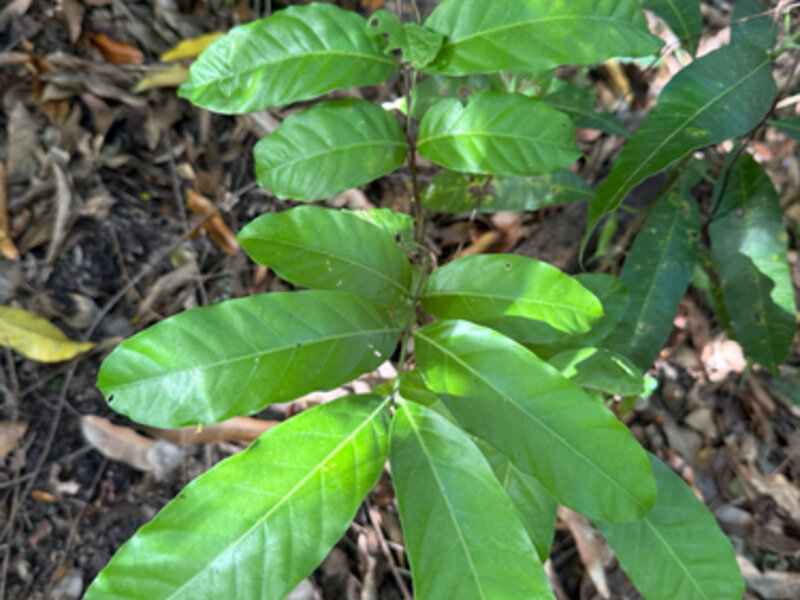 Carapa Blanca