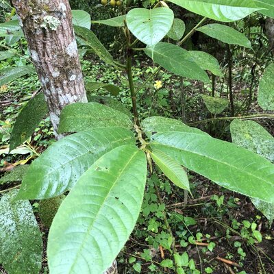 Panama Rubber Tree, Hule