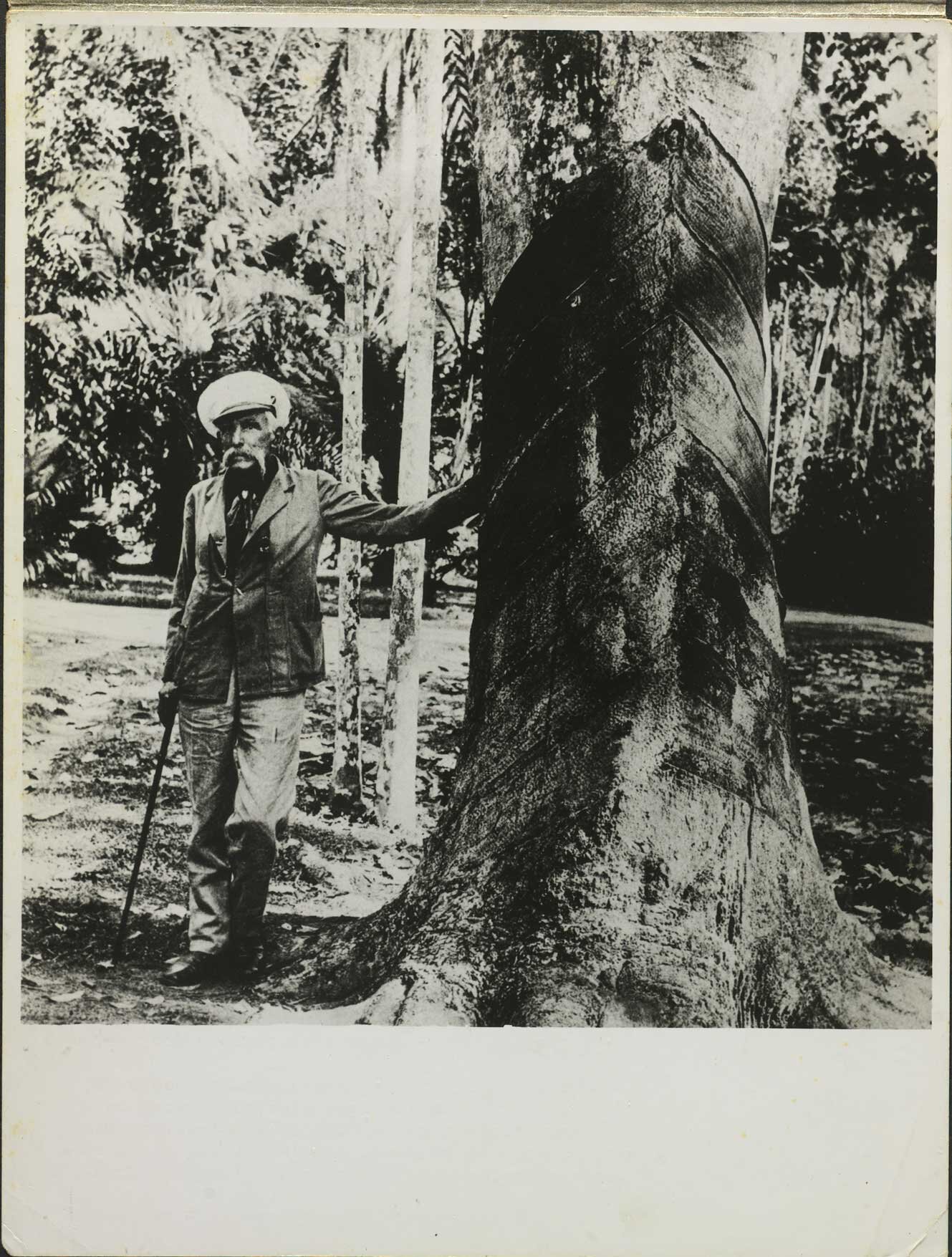 Henry Wickham portrait