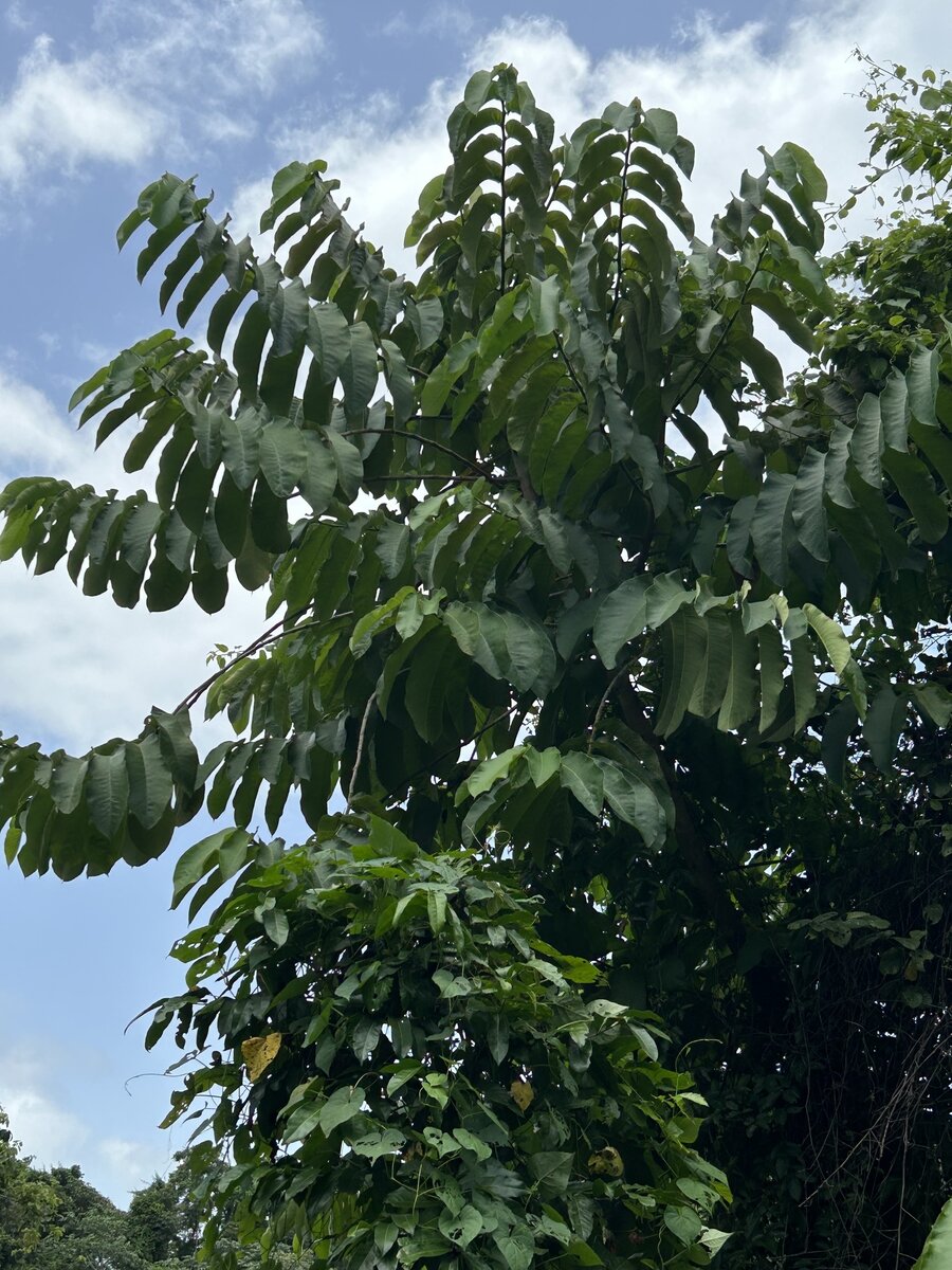 Castilla elastica young tree