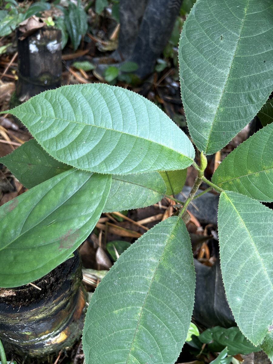 Castilla elastica shoot apex with stipule