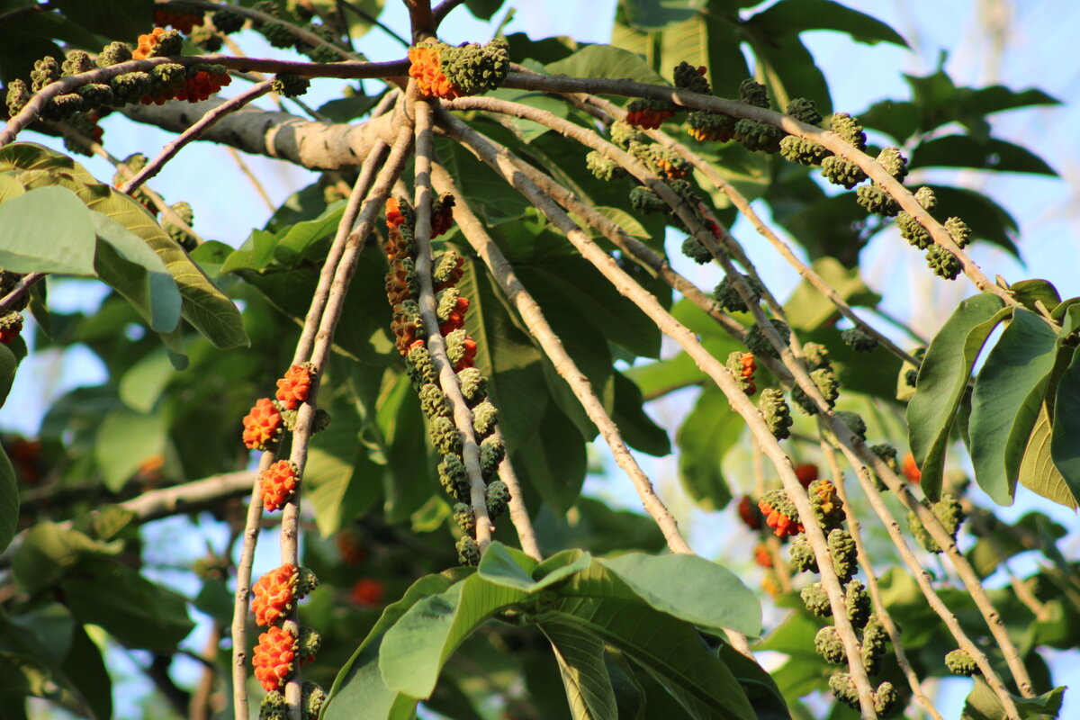 Castilla elastica fruits