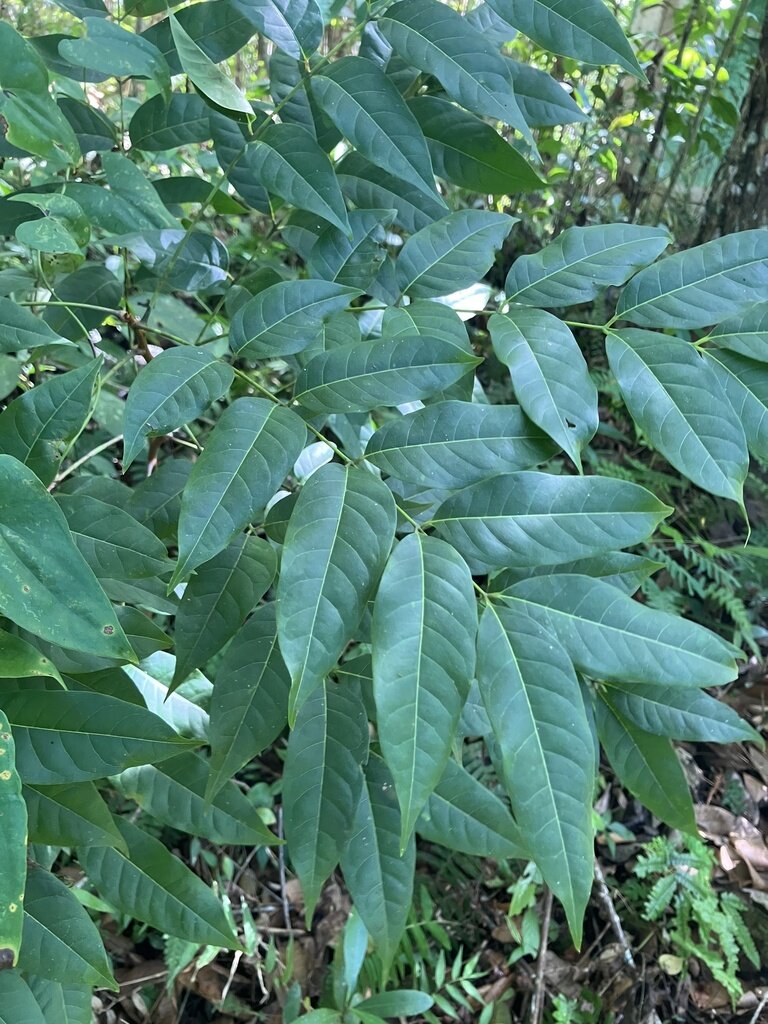 Pinnately compound leaves of Cedrela odorata
