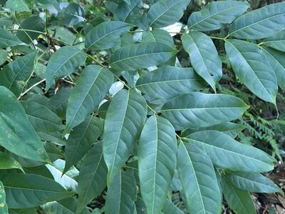 Cedro Amargo