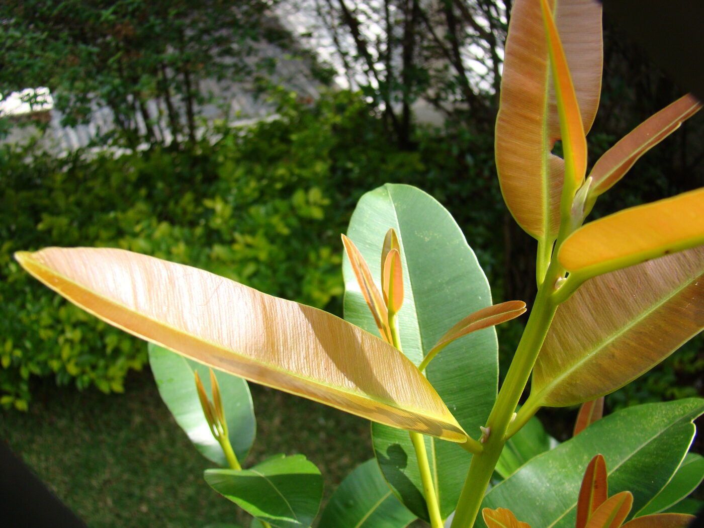 Cedro María leaves showing distinctive parallel venation and copper-colored new growth