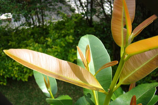 Cedro María Macho