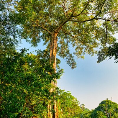 Ceiba