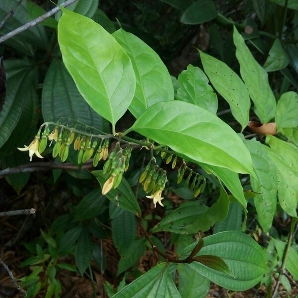 Belize Snowberry