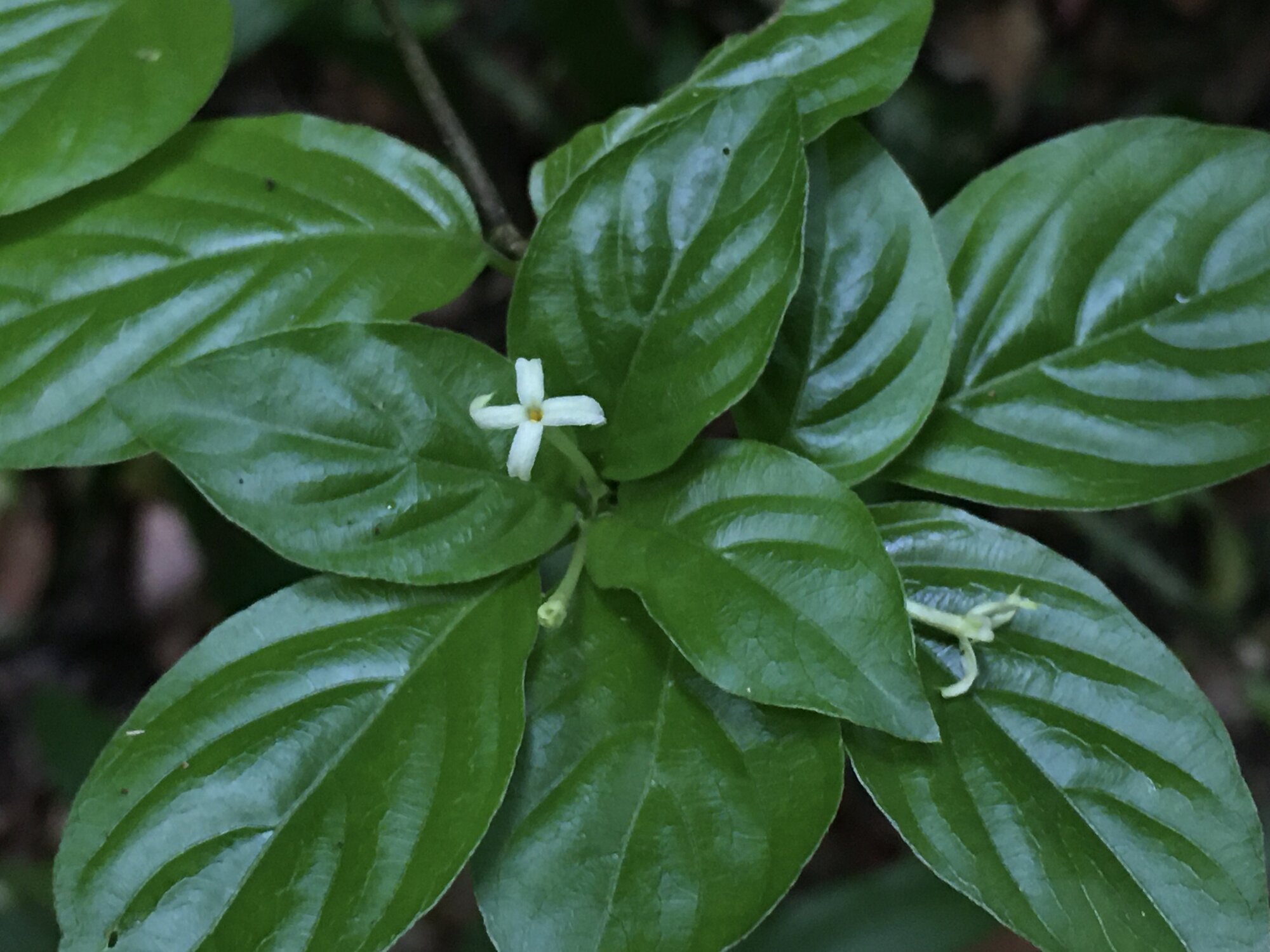 Chomelia tenuiflora white flowers