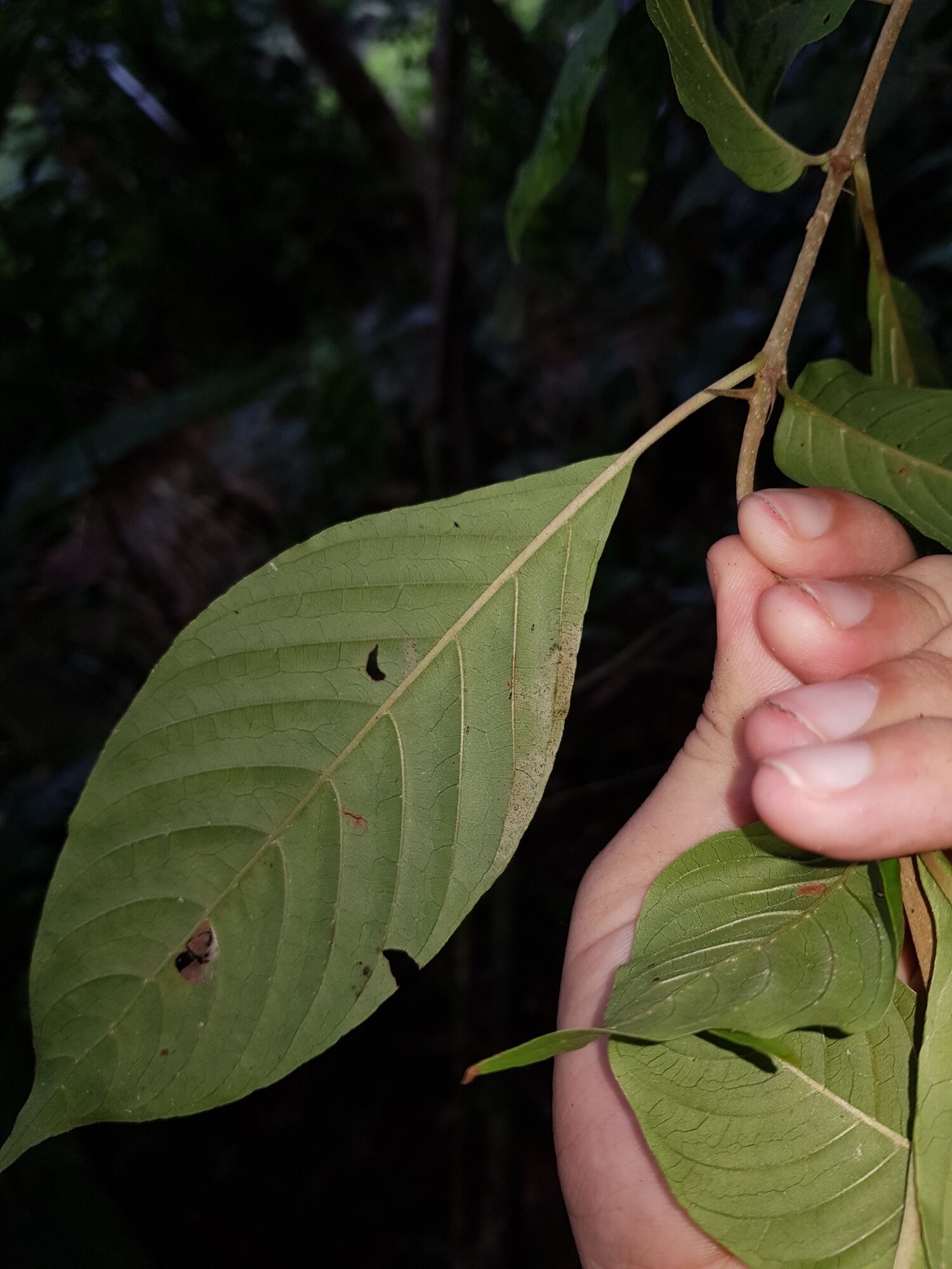 Chomelia tenuiflora leaf underside