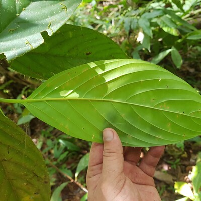 Chomelia venulosa